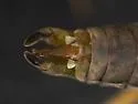 Rhyacophila grandis - photo 4