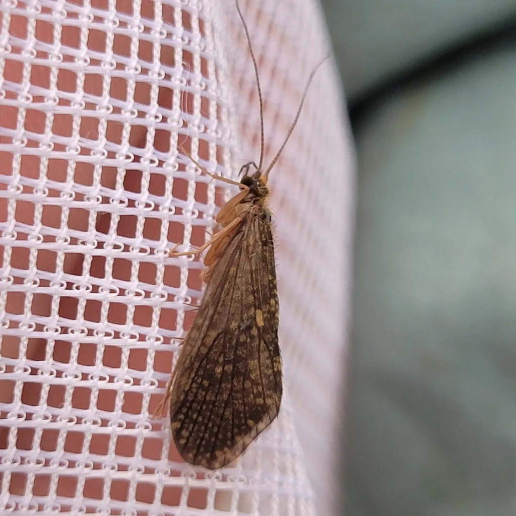 Rhyacophila hirticornis - photo 2