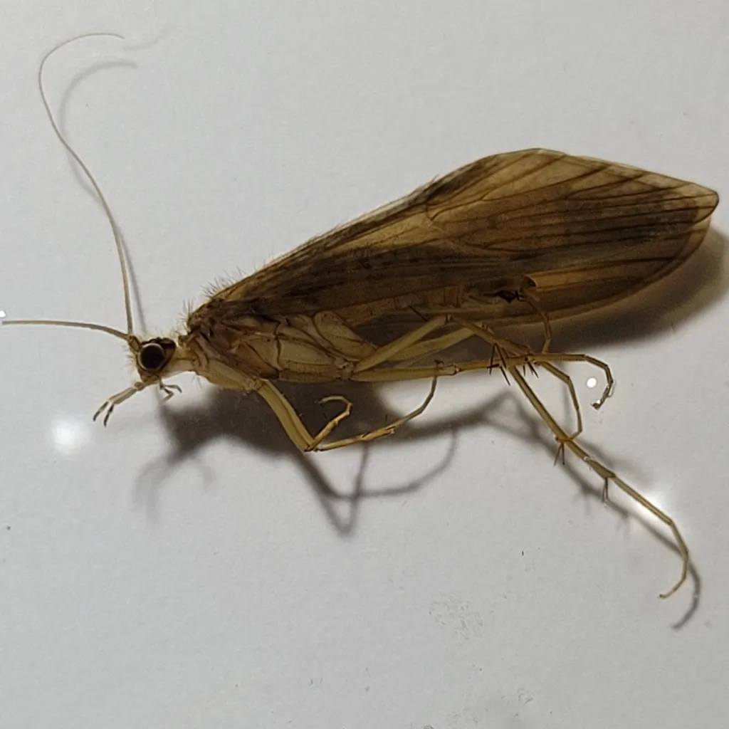 Rhyacophila intermedia