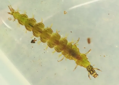 Rhyacophila munda