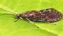 Rhyacophila nigrita