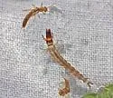 Rhyacophila nigrita - photo 2