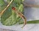 Rhyacophila nigrita - photo 3