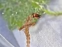 Rhyacophila nigrita - photo 4