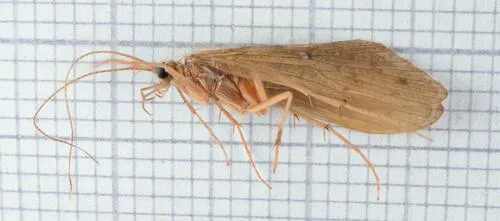 Rhyacophila obliterata