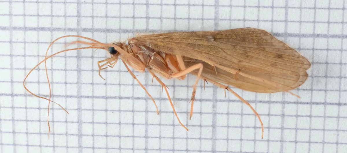 Rhyacophila obliterata - photo 3