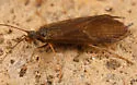 Rhyacophila oreta