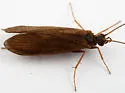 Rhyacophila oreta - photo 2