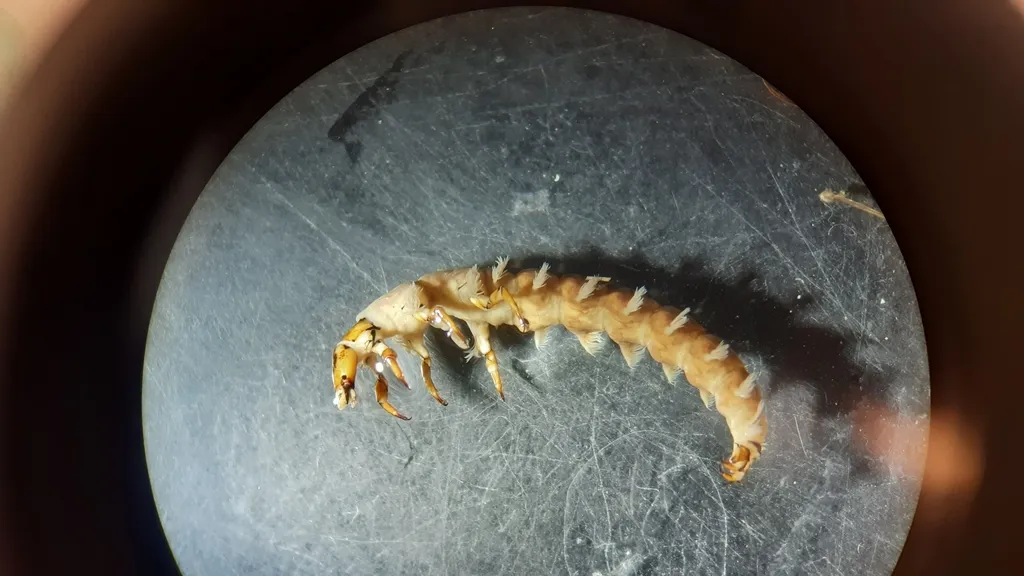 Rhyacophila torrentium