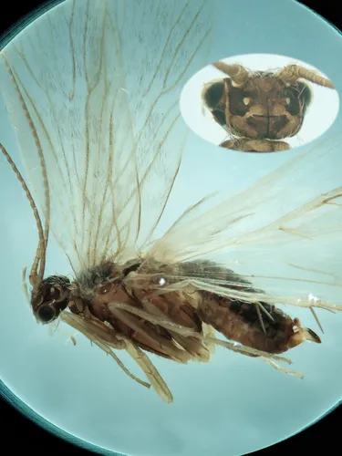 Rhyacophila tristis