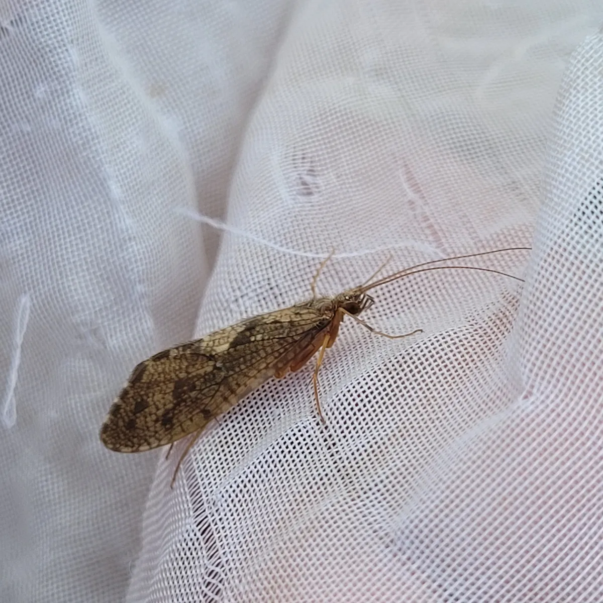 Rhyacophila vulgaris - photo 3
