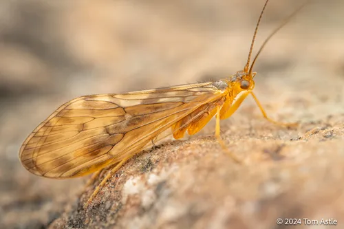 Free-living Caddisflies - Rhyacophilidae