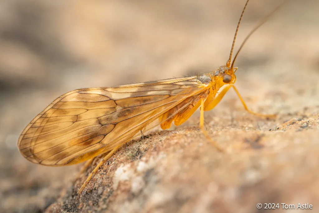 Free-living Caddisflies - photo 2