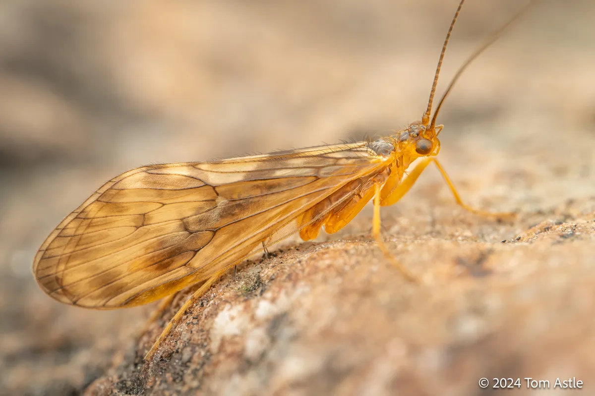 Free-living Caddisflies - photo 3