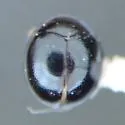 Rhymbomicrus lobatus