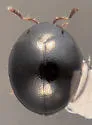 Rhymbomicrus lobatus - photo 2