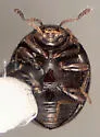 Rhymbomicrus lobatus - photo 3