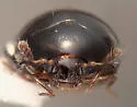 Rhymbomicrus lobatus - photo 4