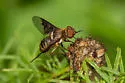 Rhynchanthrax parvicornis - photo 2