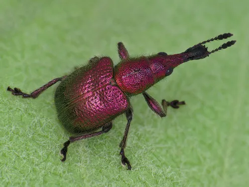 Abberton Weevil