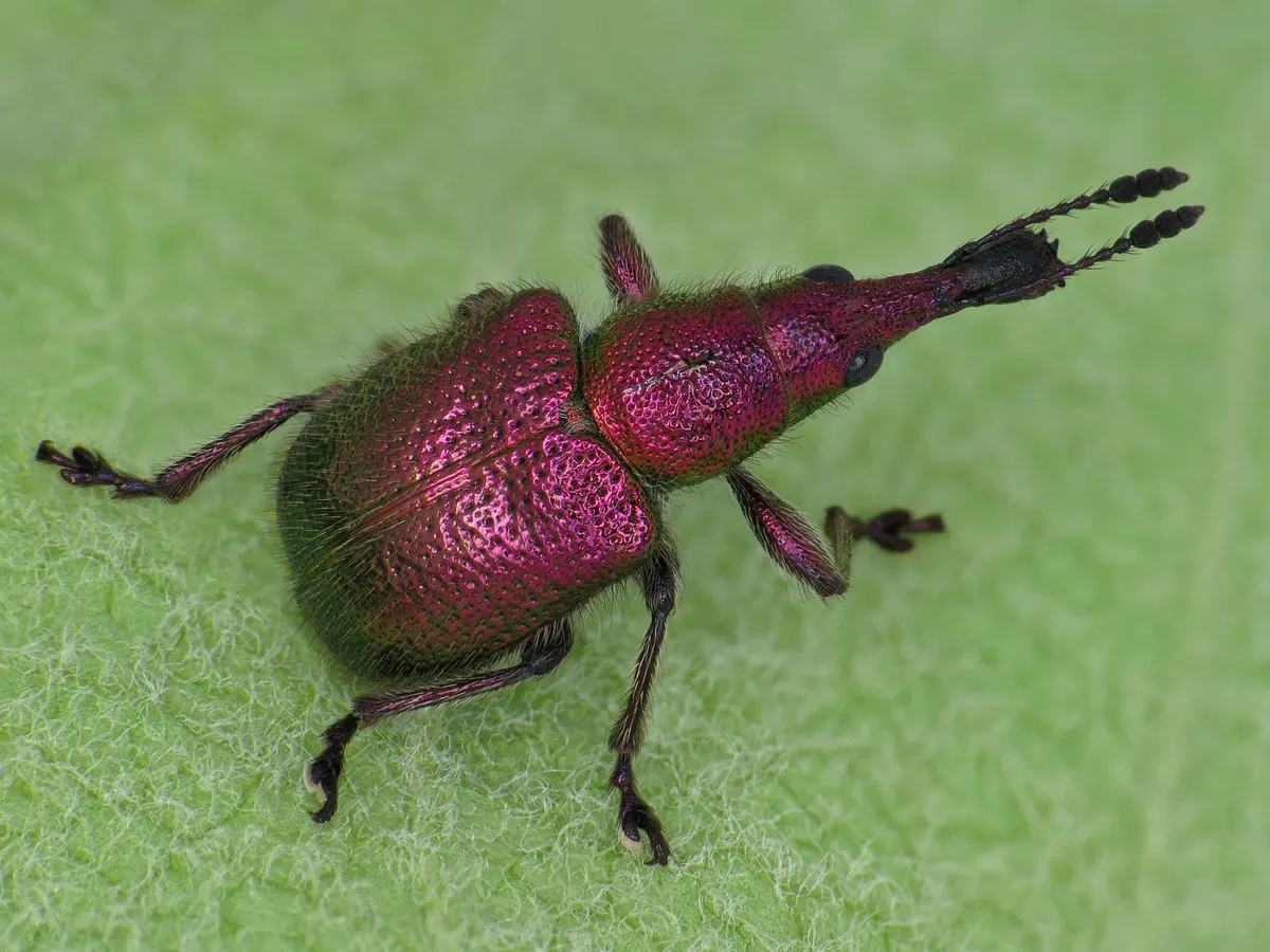 Abberton Weevil - photo 3