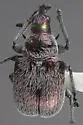Rhynchites velatus