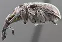 Rhynchites velatus - photo 2
