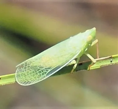 Rhynchomitra lingula - photo 2