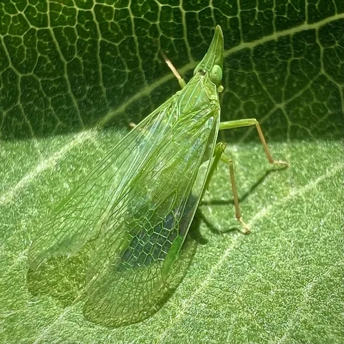 Rhynchomitra microrhina