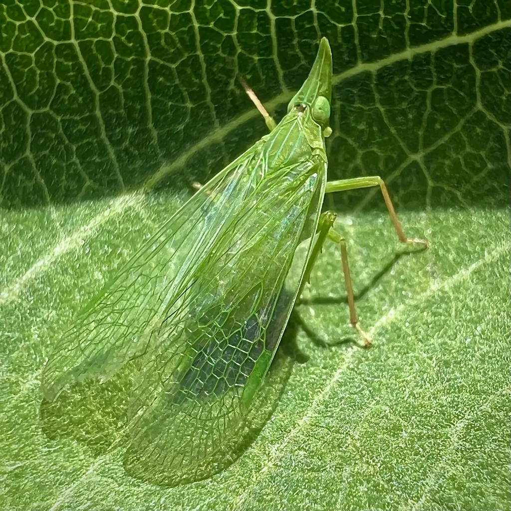 Rhynchomitra microrhina - photo 2