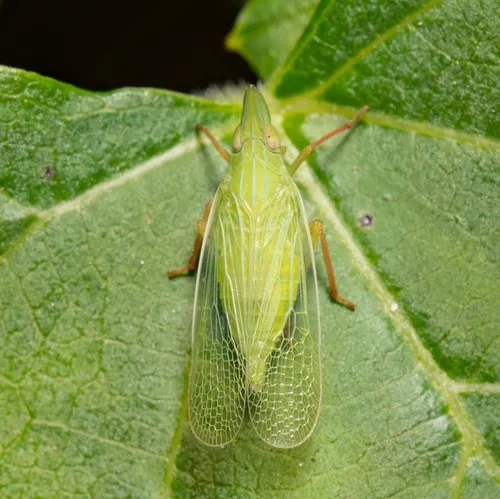 Rhynchomitra recurva