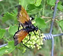 Rhynchophion flammipennis