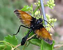 Rhynchophion flammipennis - photo 2
