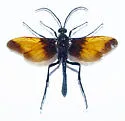 Rhynchophion flammipennis - photo 3