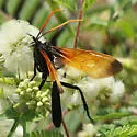 Rhynchophion flammipennis - photo 4