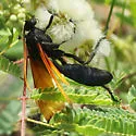 Rhynchophion flammipennis - photo 5