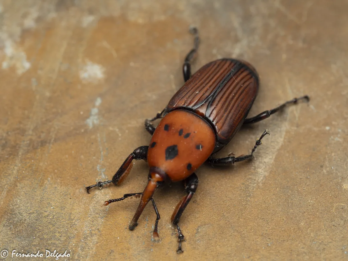 Red Palm Weevil - photo 3