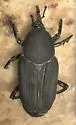 South American Palm Weevil