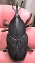 South American Palm Weevil - photo 2
