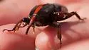 Red Palm Weevil - Rhynchophorus vulneratus