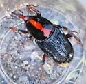 Red Palm Weevil - photo 2