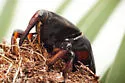 Red Palm Weevil - photo 3