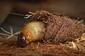 Red Palm Weevil - photo 4