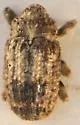 Rhynchus apiculatus - Rhynchus apiculatus