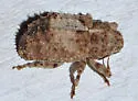 Rhynchus apiculatus - photo 4