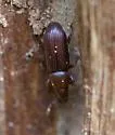 Rhyncolus brunneus
