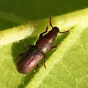 Rhyncolus brunneus - photo 2
