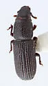 Rhyncolus cylindricollis - photo 3