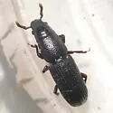 Rhyncolus discors