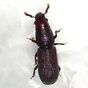 Rhyncolus discors - photo 2